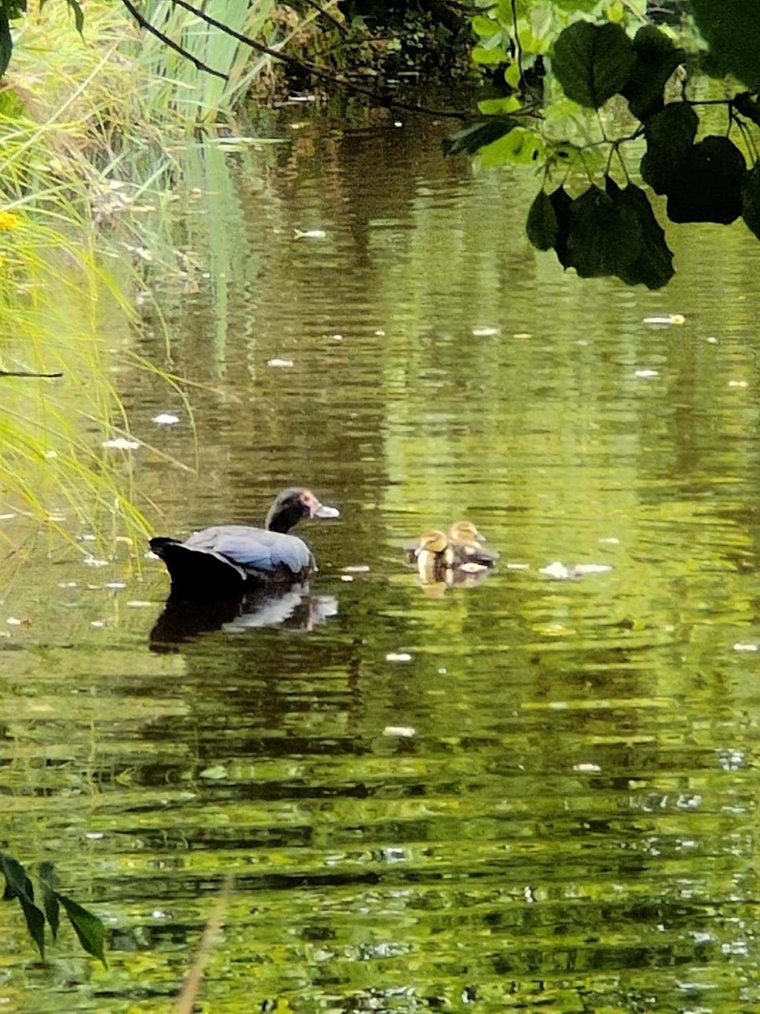 Gite De L Etang Du Planchon Balledent Buitenkant foto